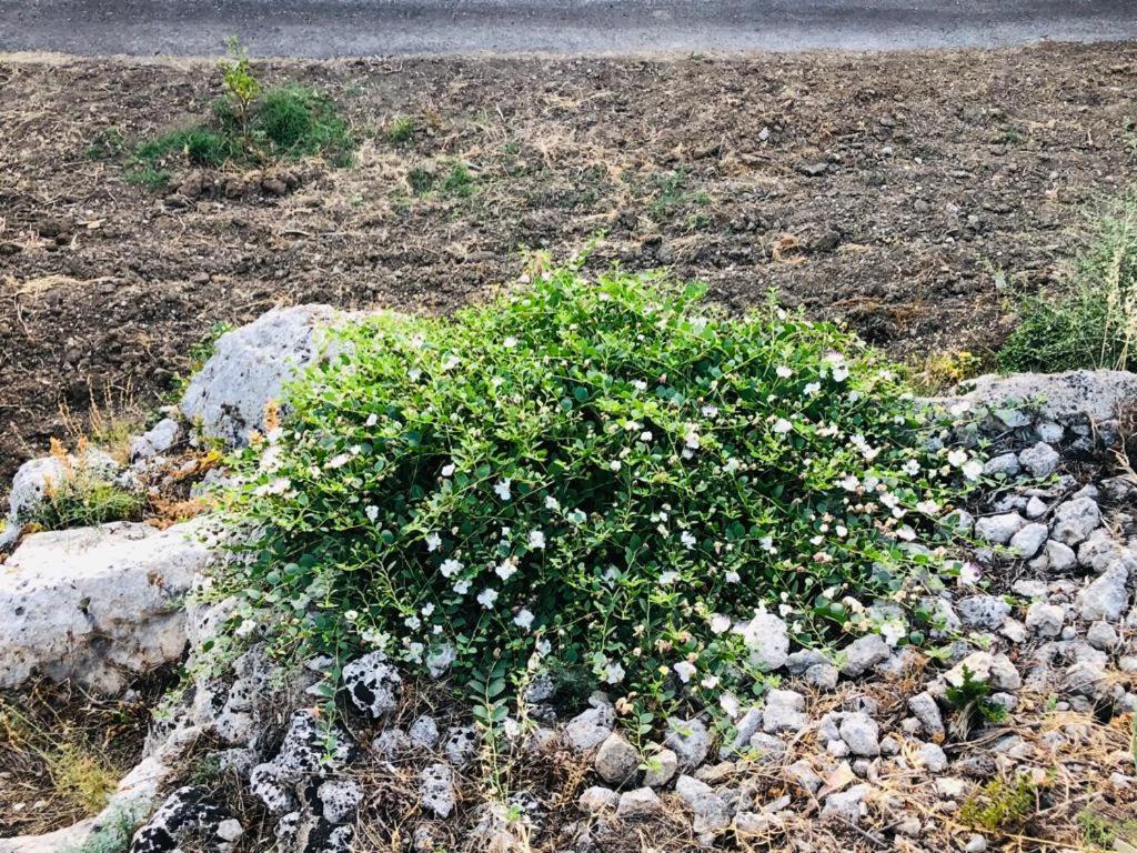 B&B Tenuta La Puntara Caltanissetta Exteriör bild