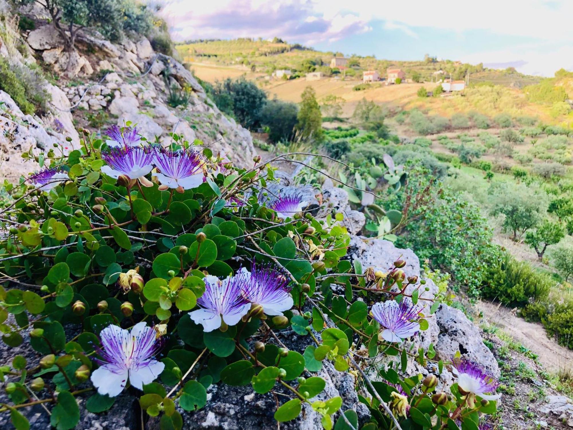 B&B Tenuta La Puntara Caltanissetta Exteriör bild